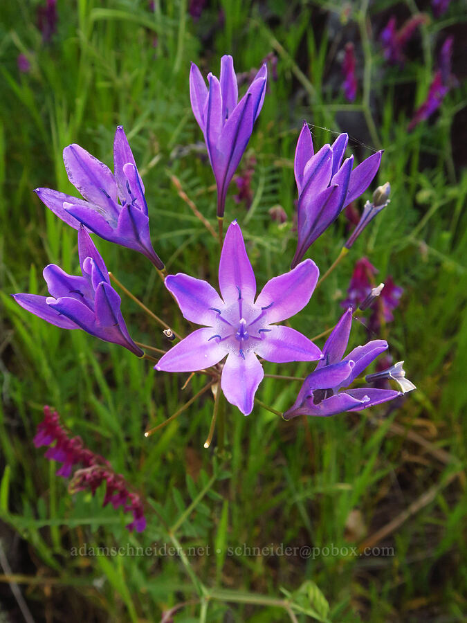 Bridges' triplet-lily (Triteleia bridgesii (Brodiaea bridgesii)) [Upper Bidwell Park, Chico, Butte County, California]