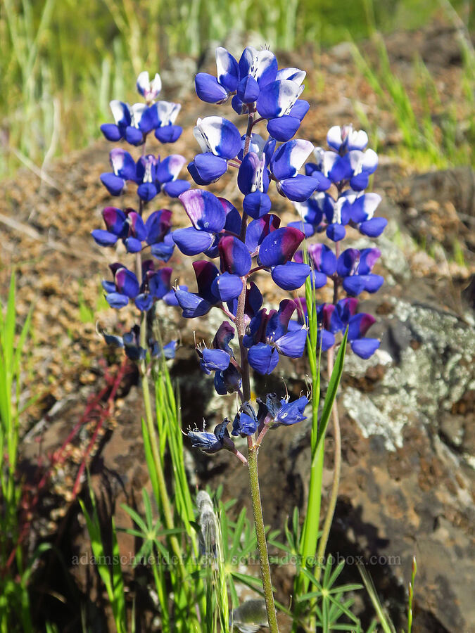 sky lupines (Lupinus nanus) [Upper Bidwell Park, Chico, Butte County, California]