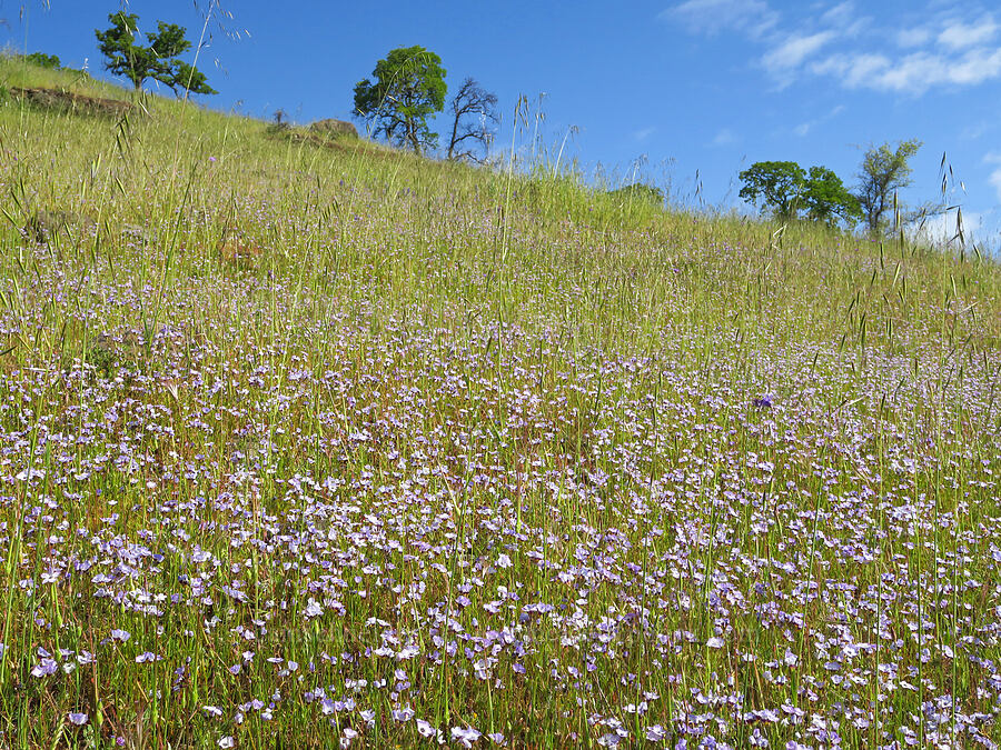 bird's-eye gilia (Gilia tricolor) [Upper Bidwell Park, Chico, Butte County, California]