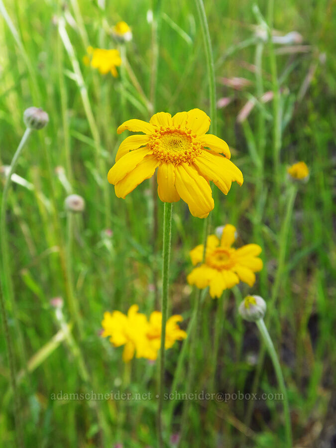 large-flowered woolly sunflower (Eriophyllum lanatum var. grandiflorum) [Upper Bidwell Park, Chico, Butte County, California]