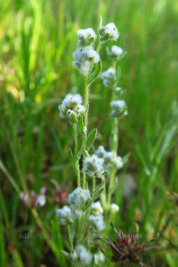 Q-tips (slender cottonweed) (Micropus californicus) [Upper Bidwell Park, Chico, Butte County, California]