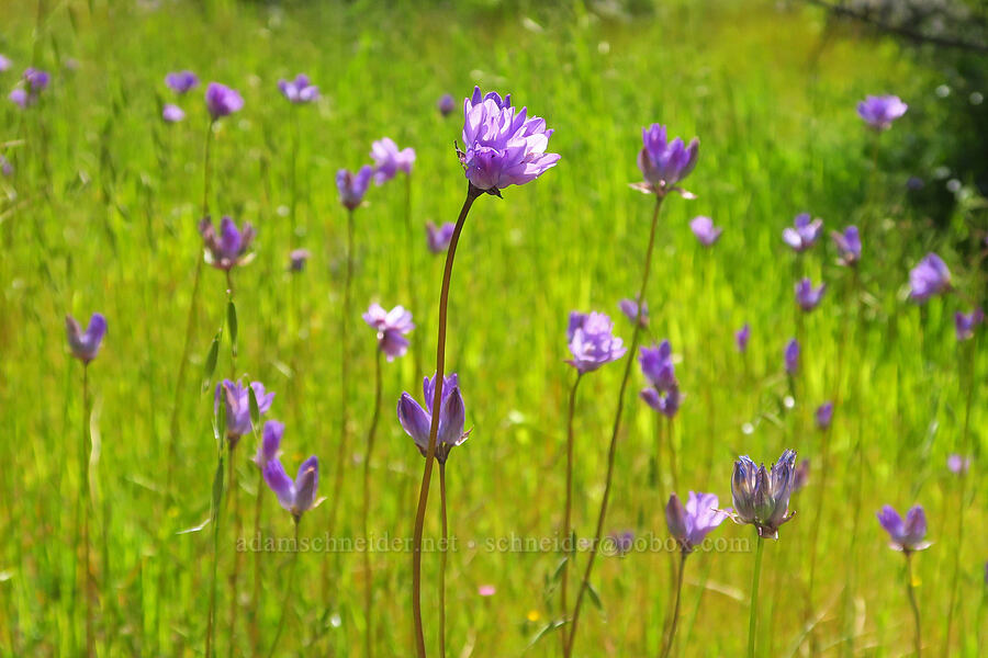 blue dicks (Dipterostemon capitatus (Dichelostemma capitatum)) [Upper Bidwell Park, Chico, Butte County, California]