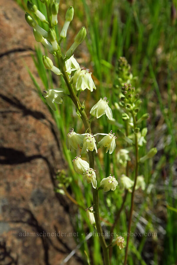 Hartweg's doll's-lily (Odontostomum hartwegii) [Upper Bidwell Park, Chico, Butte County, California]