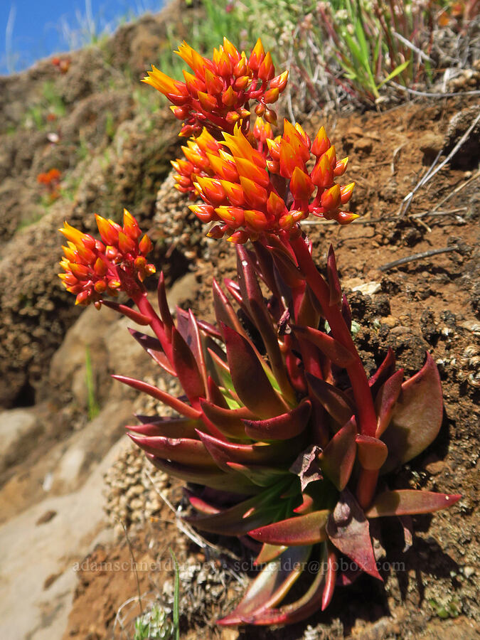rock lettuce (canyon live-forever) (Dudleya cymosa) [Upper Bidwell Park, Chico, Butte County, California]