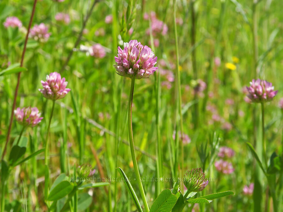 foothill clover (Trifolium ciliolatum) [Upper Bidwell Park, Chico, Butte County, California]
