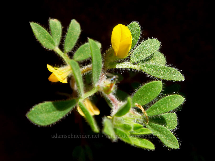 foothill deer-vetch (Acmispon brachycarpus (Lotus humistratus)) [Upper Bidwell Park, Chico, Butte County, California]
