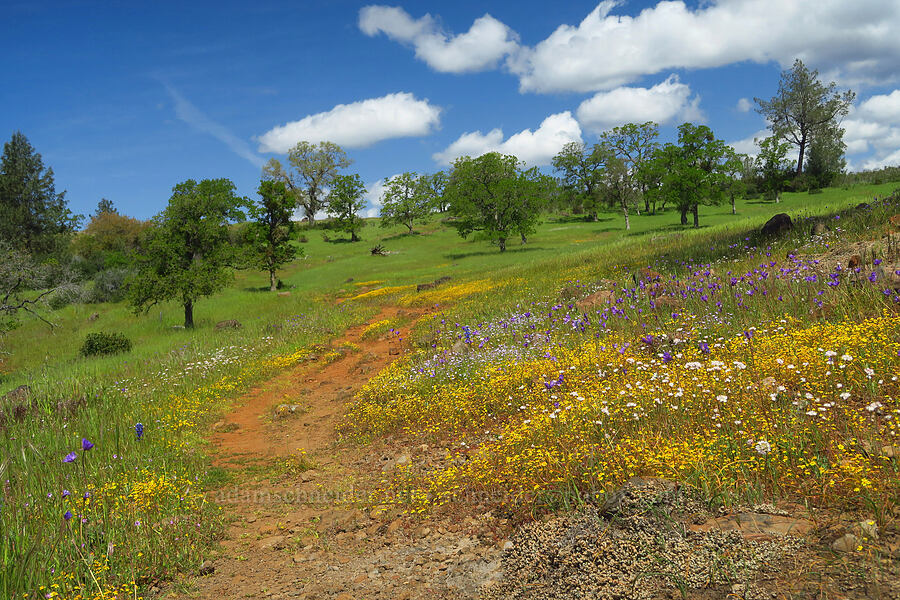 wildflowers (Dipterostemon capitatus (Dichelostemma capitatum), Lasthenia sp., Allium amplectens, Gilia tricolor) [Upper Bidwell Park, Chico, Butte County, California]