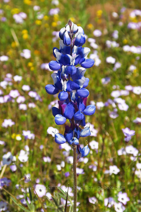 sky lupine (Lupinus nanus) [Upper Bidwell Park, Chico, Butte County, California]