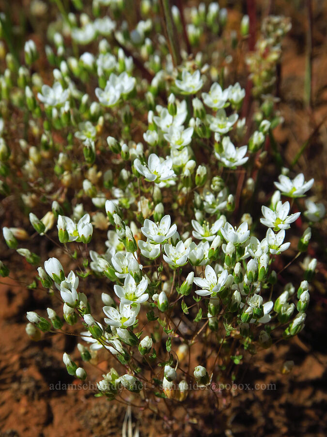 California sandwort (Minuartia californica (Sabulina californica)) [Upper Bidwell Park, Chico, Butte County, California]