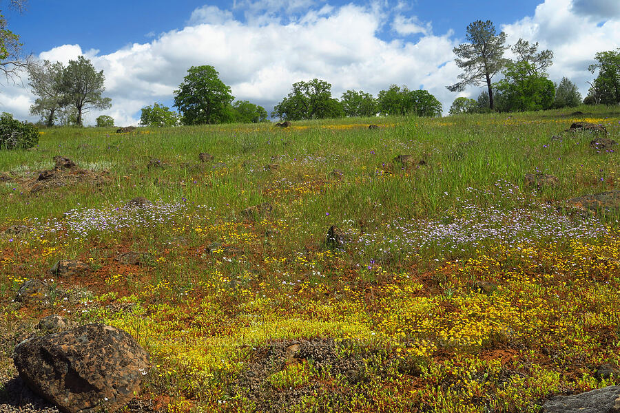 wildflowers [polarized] (Sedella pumila (Parvisedum pumilum), Lasthenia sp., Triteleia lilacina (Brodiaea lilacina), Gilia tricolor, Dipterostemon capitatus (Dichelostemma capitatum)) [Upper Bidwell Park, Chico, Butte County, California]