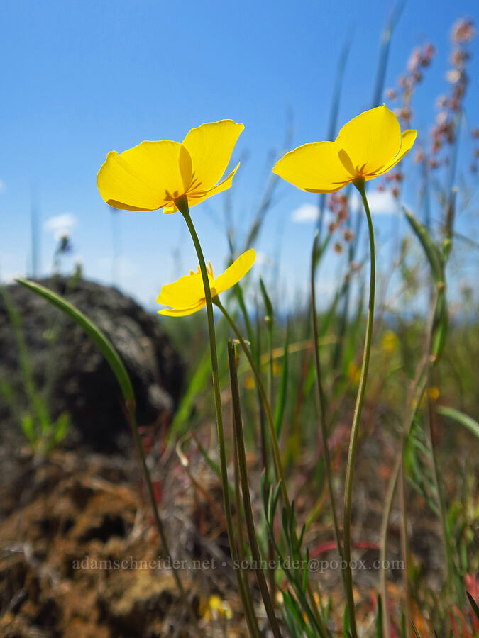 frying-pan poppies (Eschscholzia lobbii) [Upper Bidwell Park, Chico, Butte County, California]
