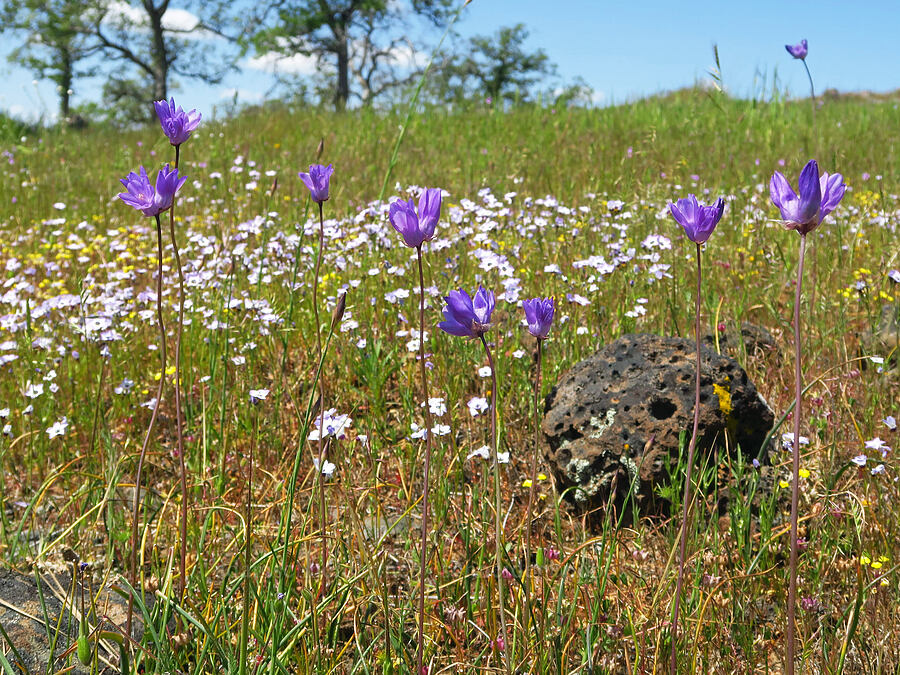 wildflowers (Dipterostemon capitatus (Dichelostemma capitatum), Gilia tricolor, Triphysaria eriantha (Orthocarpus erianthus), Trifolium depauperatum) [Upper Bidwell Park, Chico, Butte County, California]