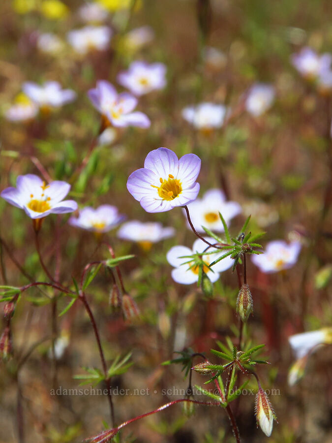 thread linanthus (Leptosiphon filipes (Linanthus filipes)) [Upper Bidwell Park, Chico, Butte County, California]