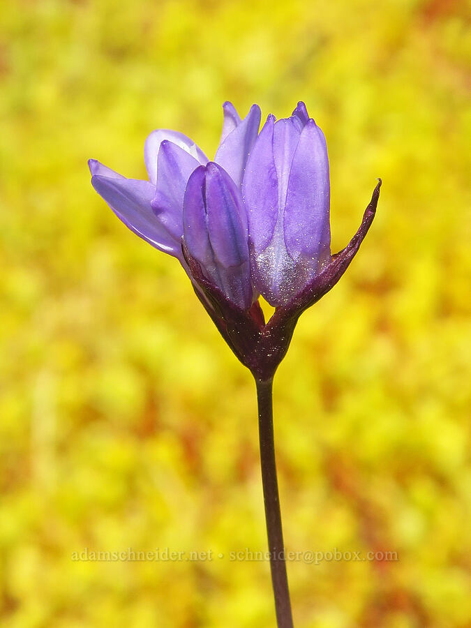 blue dicks (Dipterostemon capitatus (Dichelostemma capitatum)) [Upper Bidwell Park, Chico, Butte County, California]