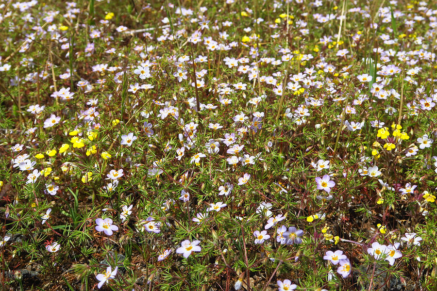 thread linanthus & butter-and-eggs (Leptosiphon filipes (Linanthus filipes), Triphysaria eriantha (Orthocarpus erianthus)) [Upper Bidwell Park, Chico, Butte County, California]