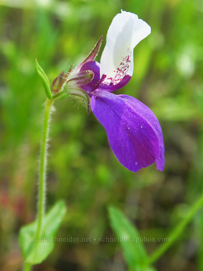 purple Chinese houses (Collinsia heterophylla) [Upper Bidwell Park, Chico, Butte County, California]