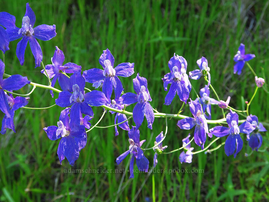 spreading larkspur (Delphinium patens) [Upper Bidwell Park, Chico, Butte County, California]