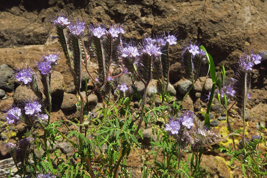 tansy-leaf phacelia (Phacelia tanacetifolia) [Upper Bidwell Park, Chico, Butte County, California]