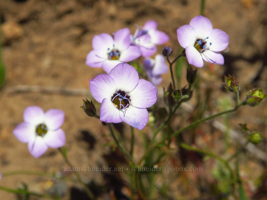 bird's-eye gilia (Gilia tricolor) [Upper Bidwell Park, Chico, Butte County, California]