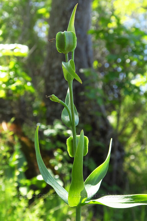 checker lily fruits (Fritillaria affinis) [Upper Bidwell Park, Chico, Butte County, California]