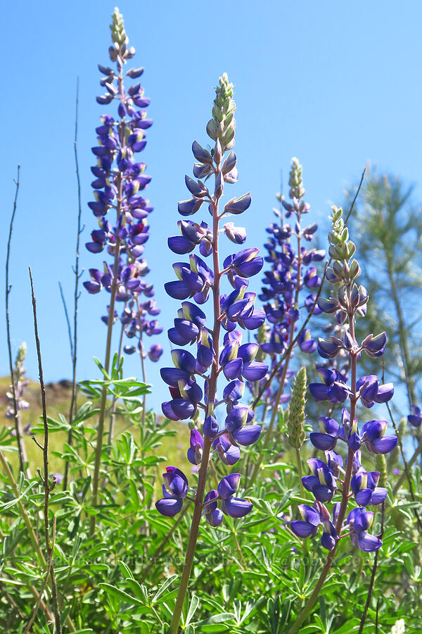 silver bush lupine (Lupinus albifrons) [Upper Bidwell Park, Chico, Butte County, California]