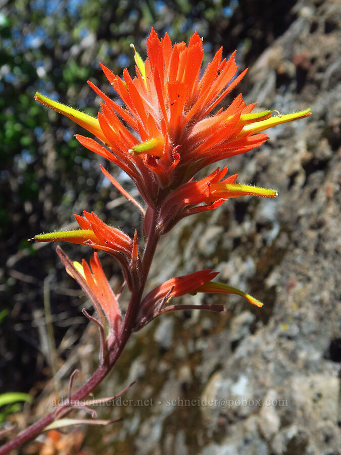 coast paintbrush (Castilleja affinis) [Upper Bidwell Park, Chico, Butte County, California]
