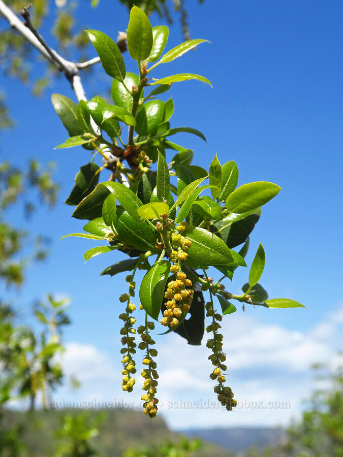 interior live-oak flowers (Quercus wislizeni) [Upper Bidwell Park, Chico, Butte County, California]