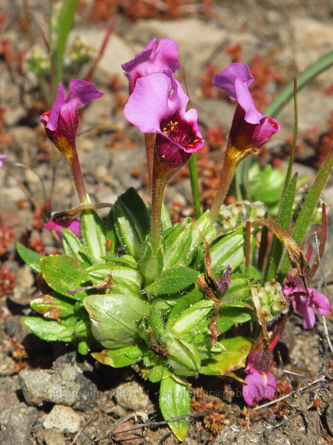 mouse-ear monkeyflower (Diplacus douglasii (Mimulus douglasii)) [Upper Bidwell Park, Chico, Butte County, California]