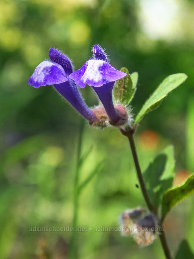 Danny's skullcap (Scutellaria tuberosa) [Upper Bidwell Park, Chico, Butte County, California]
