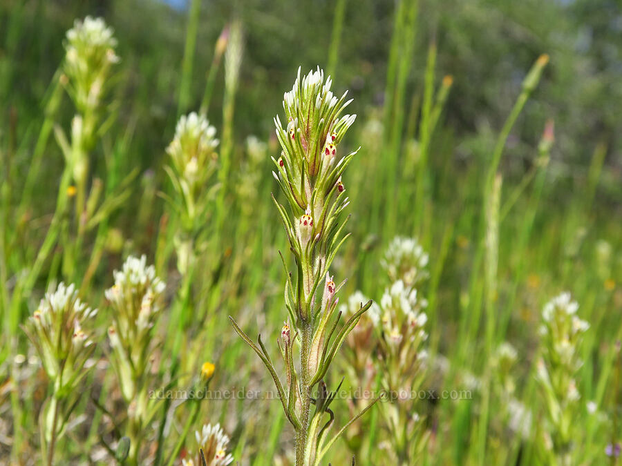 valley tassels (Castilleja attenuata (Orthocarpus attenuatus)) [Upper Bidwell Park, Chico, Butte County, California]
