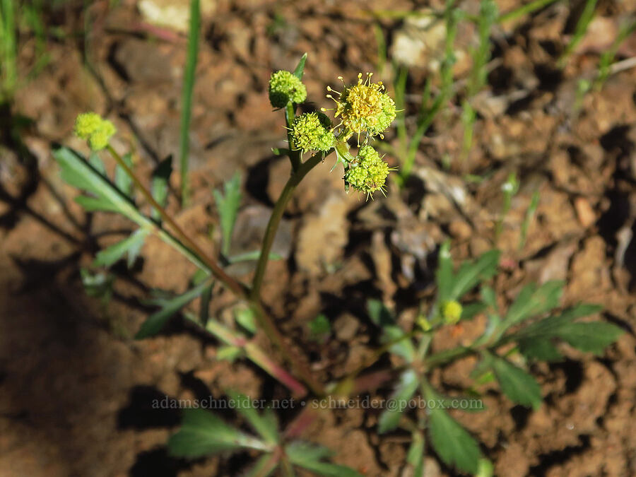 Sierra sanicle (Sanicula graveolens) [Upper Bidwell Park, Chico, Butte County, California]