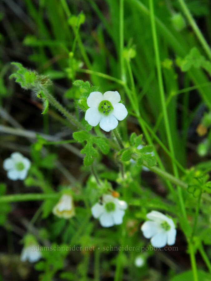 canyon nemophila (Nemophila heterophylla) [Upper Bidwell Park, Chico, Butte County, California]