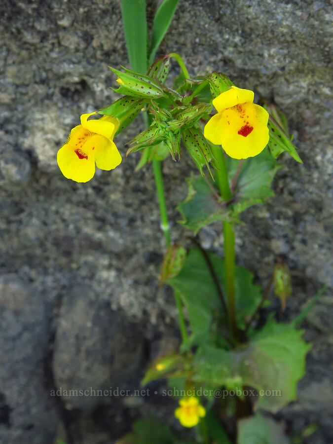 big-nose monkeyflower (Erythranthe nasuta (Mimulus guttatus var. nasutus)) [Upper Bidwell Park, Chico, Butte County, California]