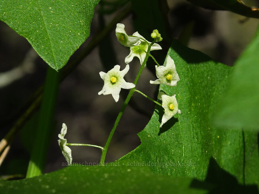 California manroot (Marah fabacea) [Upper Bidwell Park, Chico, Butte County, California]