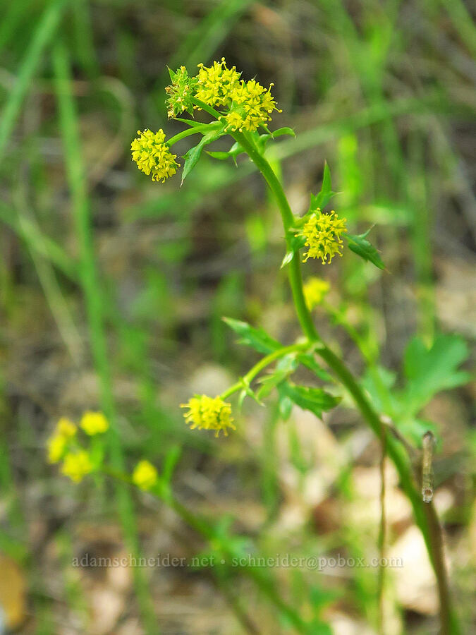 Pacific sanicle (Sanicula crassicaulis) [Upper Bidwell Park, Chico, Butte County, California]