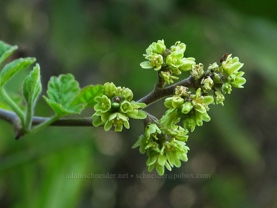 skunk-bush sumac (Rhus trilobata (Rhus aromatica var. trilobata)) [Upper Bidwell Park, Chico, Butte County, California]