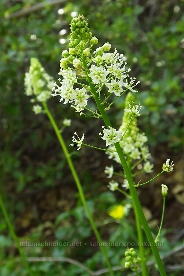 death-camas (Toxicoscordion venenosum (Zigadenus venenosus)) [Upper Bidwell Park, Chico, Butte County, California]