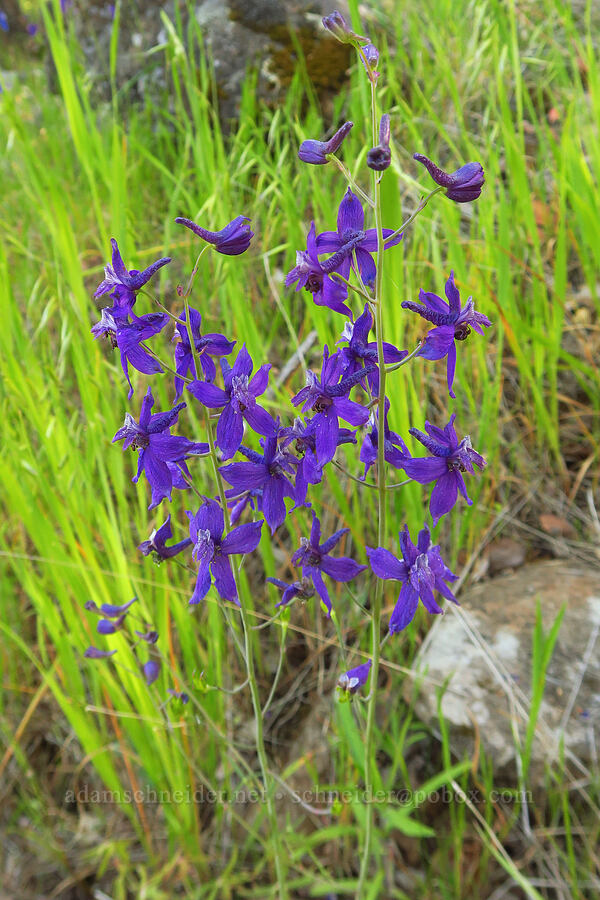 spreading larkspur (Delphinium patens) [Upper Bidwell Park, Chico, Butte County, California]