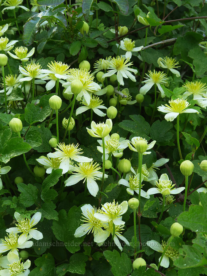 pipe-stem clematis (Clematis lasiantha) [Upper Bidwell Park, Chico, Butte County, California]