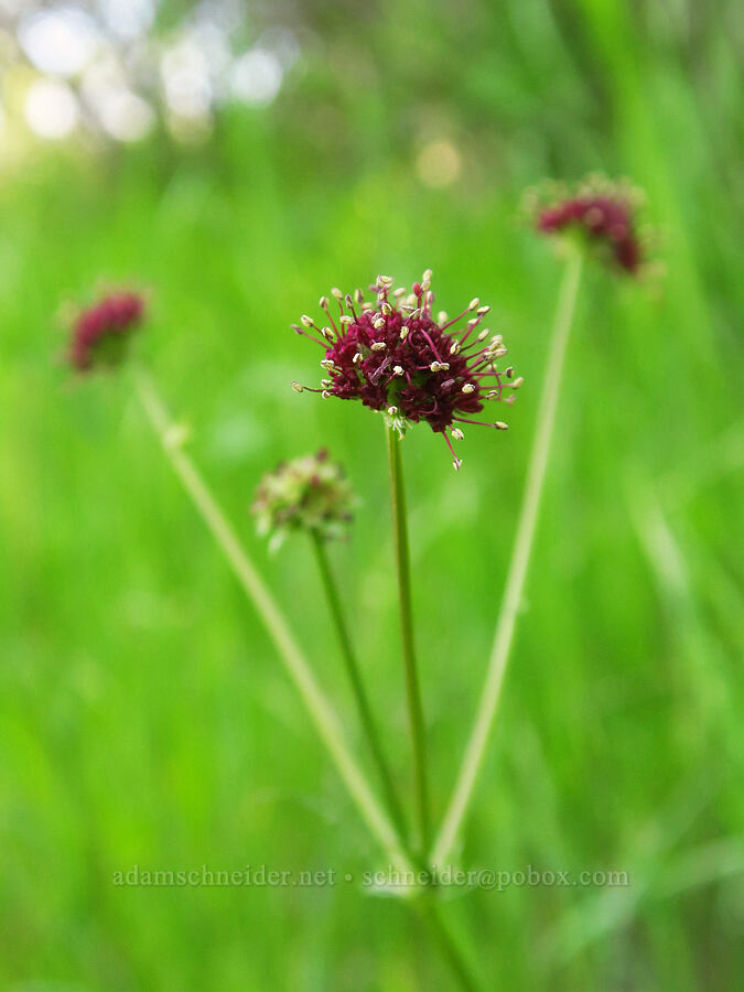 purple sanicle (Sanicula bipinnatifida) [Upper Bidwell Park, Chico, Butte County, California]