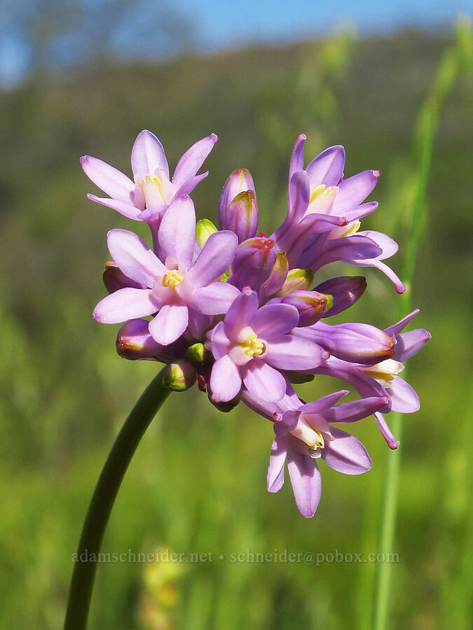 round-tooth ookow (Dichelostemma multiflorum (Brodiaea multiflora)) [Upper Bidwell Park, Chico, Butte County, California]
