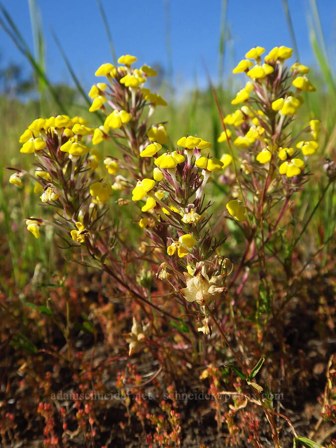 butter-and-eggs (Triphysaria eriantha (Orthocarpus erianthus)) [Upper Bidwell Park, Chico, Butte County, California]