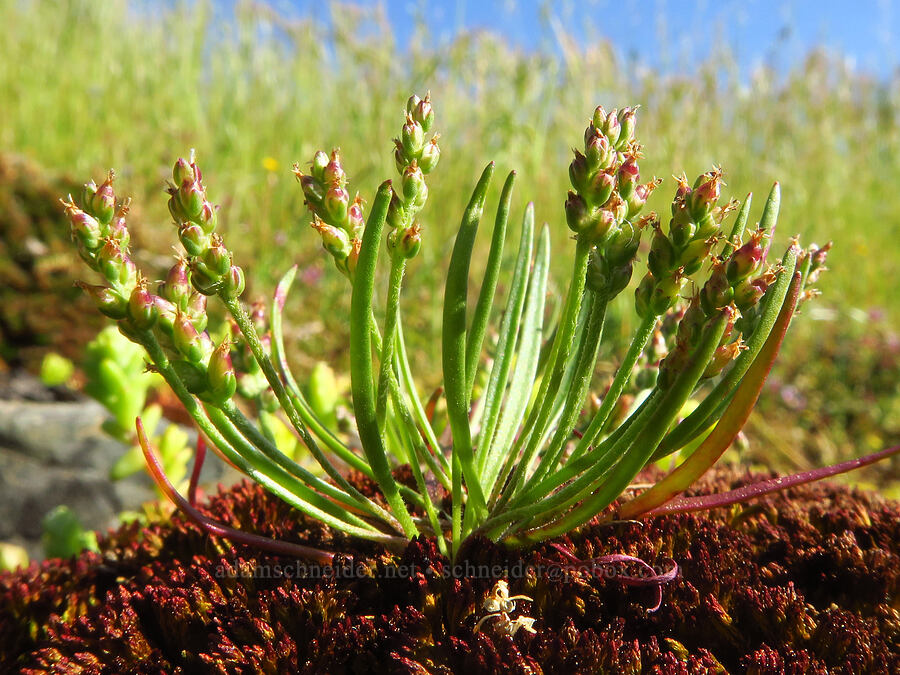 slender plantain (Plantago elongata (Plantago bigelovii)) [Upper Bidwell Park, Chico, Butte County, California]