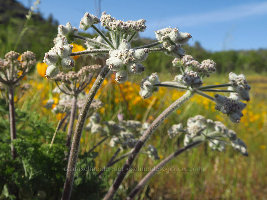 woolly-fruited desert parsley (Lomatium dasycarpum) [Upper Bidwell Park, Chico, Butte County, California]