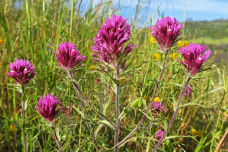 purple owl's-clover (Castilleja exserta var. exserta (Orthocarpus exsertus)) [Upper Bidwell Park, Chico, Butte County, California]