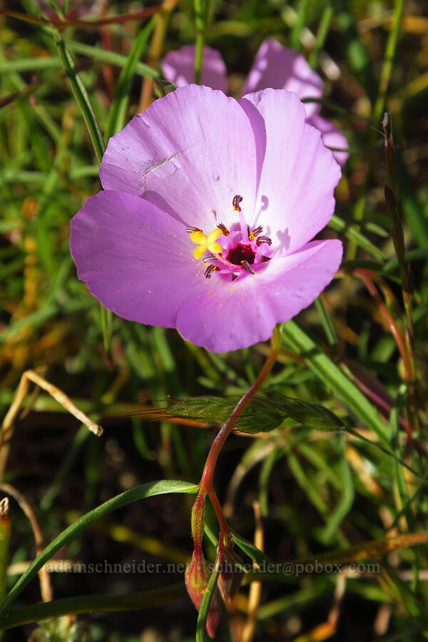 glandular clarkia (Clarkia arcuata) [Upper Bidwell Park, Chico, Butte County, California]