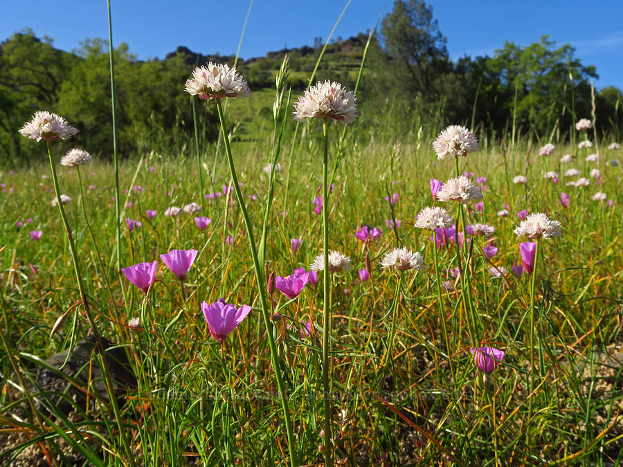 narrow-leaf onion & glandular clarkia (Allium amplectens, Clarkia arcuata) [Upper Bidwell Park, Chico, Butte County, California]