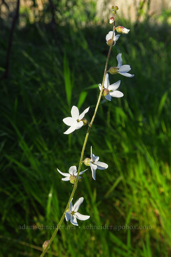 Bolander's woodland star (Lithophragma bolanderi) [Upper Bidwell Park, Chico, Butte County, California]