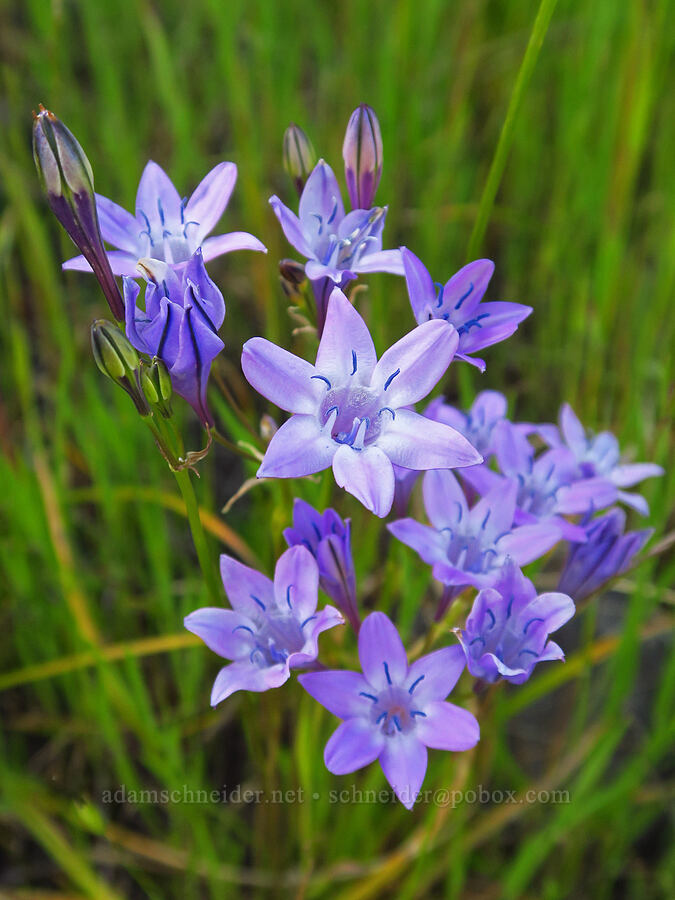 Bridges' triplet-lily (Triteleia bridgesii (Brodiaea bridgesii)) [Upper Bidwell Park, Chico, Butte County, California]
