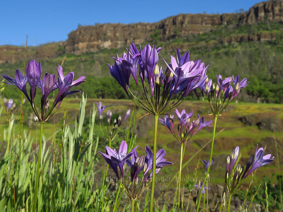 Bridges' triplet-lily (Triteleia bridgesii (Brodiaea bridgesii)) [Upper Bidwell Park, Chico, Butte County, California]